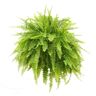 Costa Farms Boston Fern Indoor/Outdoor Plant in 10 in. Hanging Basket, Avg. Shipping Height 1-2 ft. Tall