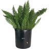 NATURE'S WAY FARMS Asparagus Meyerii Fern Live Outdoor Plant in Growers Pot Average Shipping Height 2-3 Ft. Tall