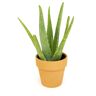 SMART PLANET 9 cm Aloe Vera Succulent In Terra Cotta Clay Pot