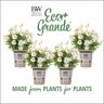 PROVEN WINNERS 4.25 in. Eco+Grande Bright Lights White African Daisy (Osteospermum) Live Plant, White Flowers (4-Pack)