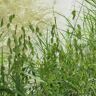 VAN ZYVERDEN Ornamental Grass River Oats One 3.25 in. Dormant Potted Plant