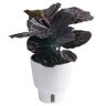 Costa Farms Trending Tropicals Calathea Dottie Indoor Plant in 6 in. White Pot, Avg. Shipping Height 1-2 ft. Tall
