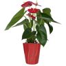 Just Add Ice Red 5 in. Anthurium Plant in Ceramic Pot