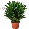 Janet Craig (Dracaena) Plant in 6 in. Grower Pot