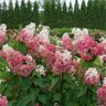 PROVEN WINNERS 1 Gal. Pinky Winky Prime Panicle Hydrangea (Paniculata) Flowering Shrub with White/Pink Flowers
