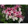 PROVEN WINNERS 1 Gal. Czechmark Trilogy (Weigela) Live Shrub, White, Pink, and Red Flowers