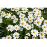 Online Orchards 1 Gal. Snowcap Shasta Daisy Shrub With Massive White Flowers and Yellow Centers