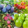 Online Orchards 4-in-1 Plum Jubilee Tree Bare Root with 4 Different Plum Varieties Growing On 1 Tree