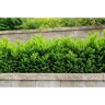 Online Orchards 1 Gal. Dense Spreading Yew Shrub this Classic Massive Shrub can Now be Used as a Small Specimen Plant