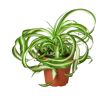 Spider Plant 'Bonnie' (Chlorophytum comosum) Plant in 4 in. Grower Pot