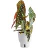 Costa Farms 6 in. Trending Tropicals Begonia Maculata Plant in White Decor Pot