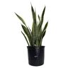 NATURE'S WAY FARMS Sansevieria Laurentii Live Indoor Plant in Growers Pot Avg Shipping Height 2 ft. to 3 ft. Tall