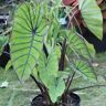 VAN ZYVERDEN Elephant Ears Royal Hawaiian Blue Hawaii 1 Bulb