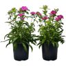 Pure 2.5 Qt. Dianthus Jolt Pink in Grower's Pot (2-Packs)