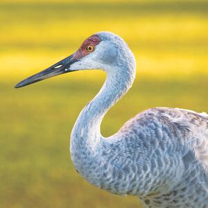 Aether Puzzles LLC Sandhill Crane Nature Puzzle