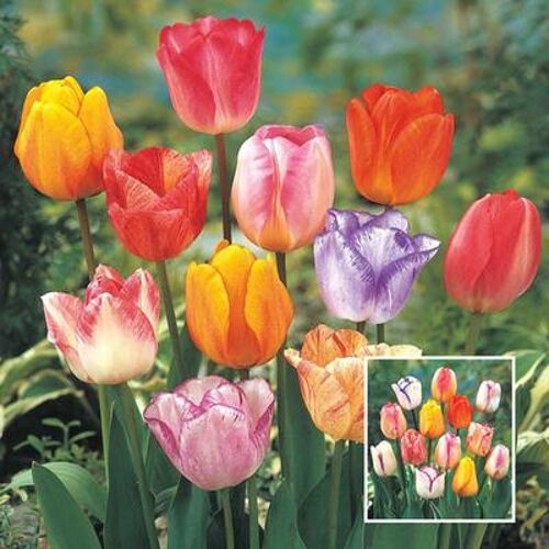 Breck's Colour Magic Tulip Mixtu...
