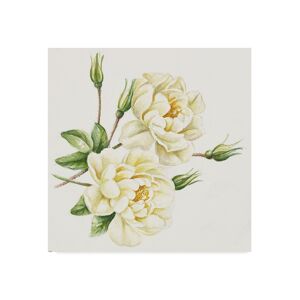 Trademark Global Janneke Brinkman-Salentijn 'Single Yellow Rose' Canvas Art - 14" x 14" - Multi