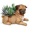 The Bradford Exchange Pug Planter With Always In Bloom Succulents