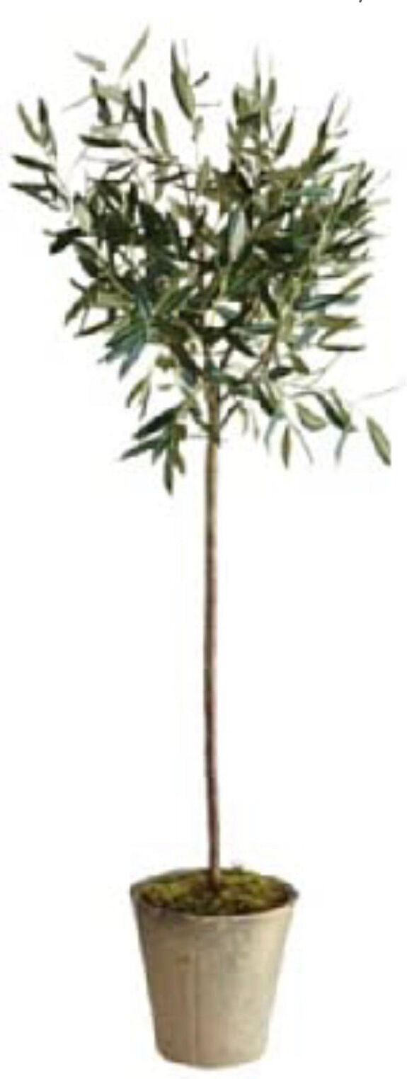 Napa Home & Garden Olive Tree In Pot, 46-inch