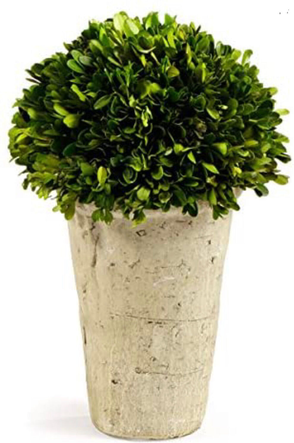 Napa Home & Garden Preserved Boxwood Three Quarter Ball In Tom Pot