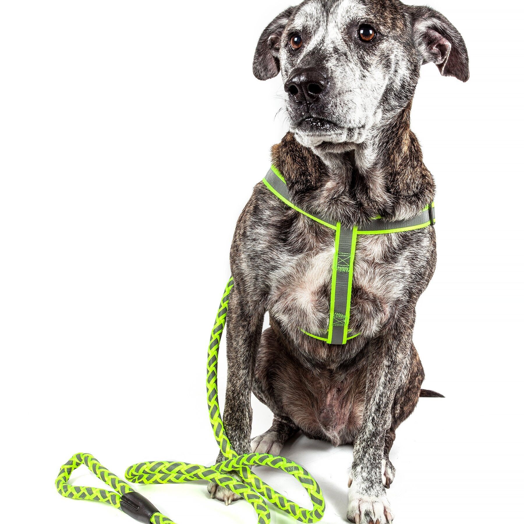 Pet Life 'Easy Tension' Reflective Stitched Adjustable 2-in-1 Pet Dog Leash and Harness Small