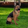 Homary Outdoor German Shepherd Statue Garden Sculpture Resin Dog Floor Decor in Black & Brown