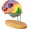 VEVOR Human Brain Model Anatomy 4-Part Model of Brain w/Labels & Display Base Color-Coded Life Size Human Brain Anatomical Model Brain Teaching Human Brain for Science Classroom Study Display Model