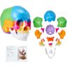 VEVOR Human Skull Model, 22 Parts Human Skull Anatomy, Life-Size Painted Anatomy Skull Model, PVC Anatomical Skull, Detachable Learning Skull Model, for Professional Teaching, Researching and Learning