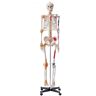 VEVOR Human Skeleton Model for Anatomy, 71.65" Life Size, Accurate PVC Anatomy Skeleton Model with Ligaments, Movable Arms, Legs & Jaw, with Muscle Origin & Insertion Points, for Professional Teaching