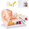 VEVOR Human Ear Anatomy Model, 3 Parts 5 Times Enlarged Human Ear Model Displaying Outer, Middle, Inner Ear with Base, Professional PVC Anatomical Ear Model for Education Physiology Study Teaching