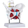 VEVOR Pelvic Floor Model, Scientific Anatomy Model, Colored Female Pelvis with 4 Removable Parts, Pelvic Floor Muscles and Reproductive Organs, Pelvic Model Female with Muscles, Life Size Pelvis Model