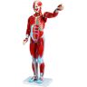 VEVOR Human Muscular Figure, 27 Parts Muscular Anatomy Model, Half Life Size Human Muscle and Organ Model, Muscle Model with Stand, Muscular System Model with Detachable Organs, for Medical Learning