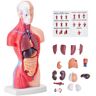 VEVOR Human Body Model, 15 Parts 11 inch, Human Torso Anatomy Model Anatomical Skeleton Model with Removable Organs, Educational Teaching Tool for Students Science Learning School Education Display