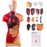 VEVOR Human Body Model 15 Parts 11 Inch Human Anatomy Model Medical Teaching Anatomical Skeleton Model with Removable Organs for Student Kids Adults, Display Base & Product Manual Included