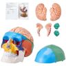 VEVOR Human Skull Model, 8 Parts Brain & 3 Parts Skull, Life-Size Painted Anatomy Skull Model, PVC Anatomical Skull, Detachable Learning Skull Model for Professional Teaching, Researching and Learning