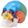 VEVOR Human Skull Model, 3 Parts Human Skull Anatomy, Life-Size Painted Anatomy Skull Model, PVC Anatomical Skull, Detachable Learning Skull Model, for Professional Teaching, Researching and Learning