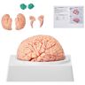 VEVOR Human Brain Model Anatomy, 1:1 Life-Size 9-Part Human Brain Anatomical Model with Labels & Display Base, Detachable Brain Model for Science Research Teaching Learning Classroom Study Display