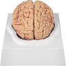 VEVOR Human Brain Model Anatomy 9-Part Model of Brain Life Size Human Brain Anatomical Model w/Display Base & Color-Coded Artery Brain Teaching Anatomy of Brain for Science Classroom Study Display