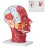 VEVOR Human Half Head Superficial Neurovascular Model with Musculature, 1:1 Life Size Anatomical Head Neck Model Skull and Brain for Professional Teaching Learning, Kids Learning Education Display