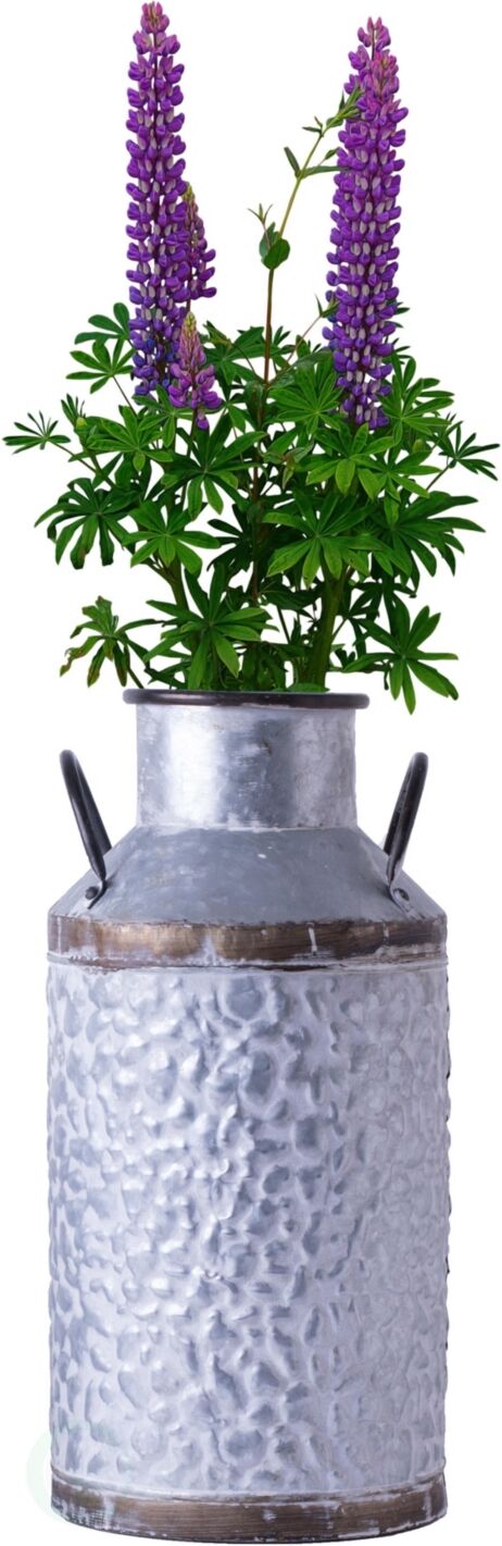 Vintiquewise Rustic Farmhouse Style Galvanized Metal Milk can Decoration Planter and Vase, Large - Silver