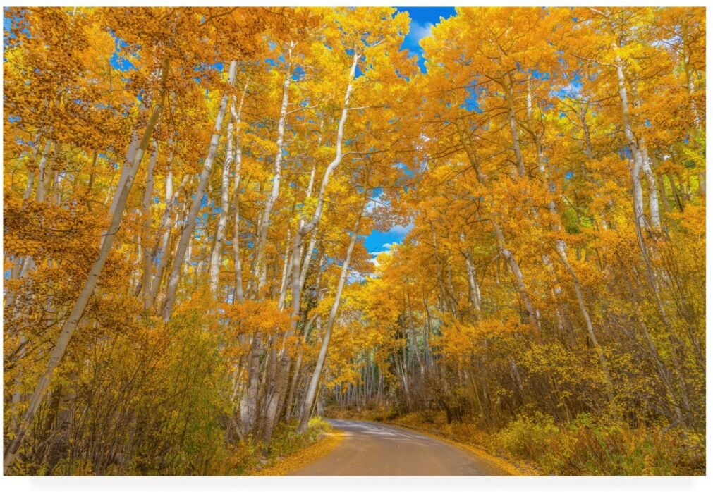 Trademark Global Darren White Photography Colors of Fall Photograph Canvas Art - 36.5