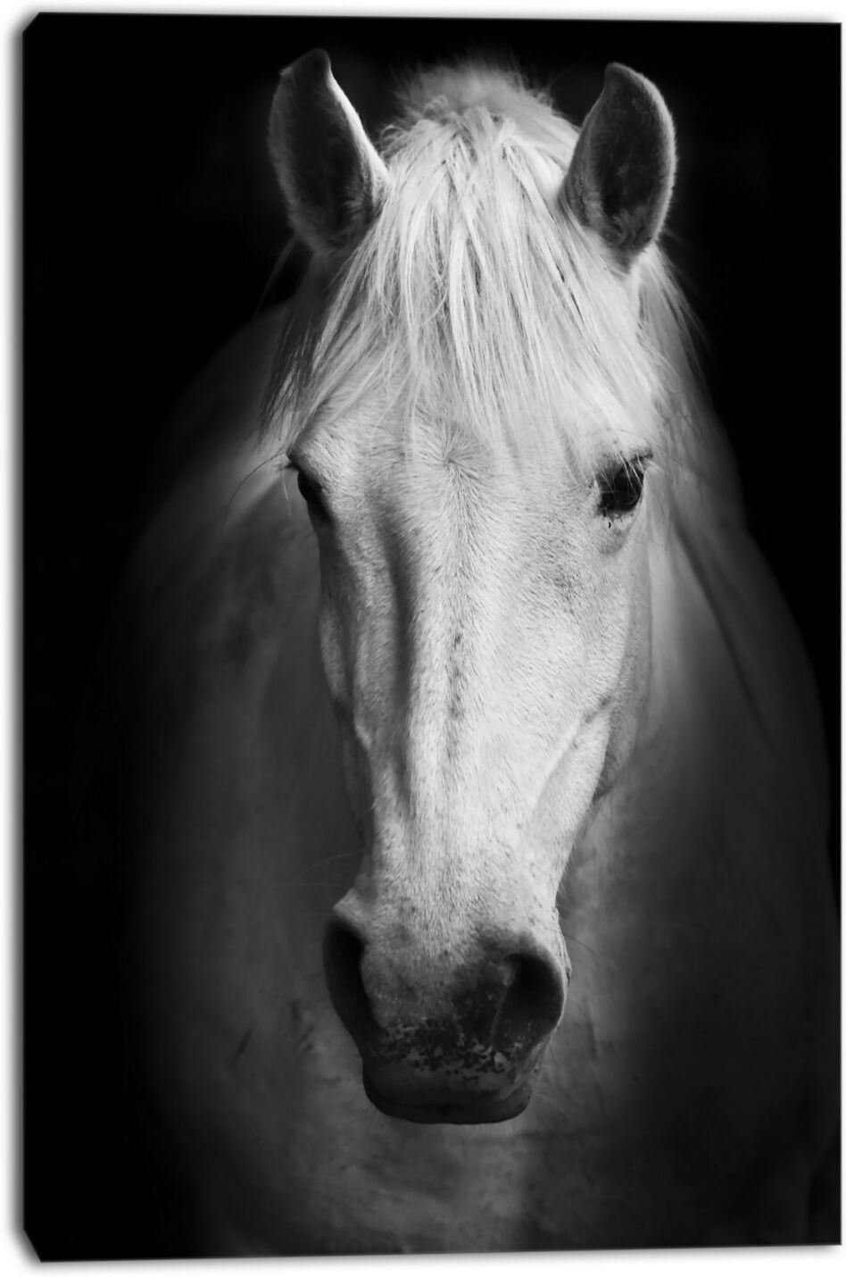 Design Art Designart White Horse Black And White Animal Canvas Art Print - 30