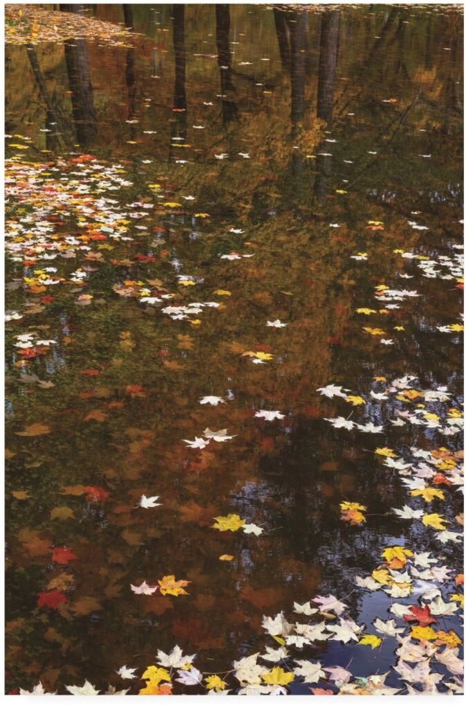 Trademark Global Kurt Shaffer Photographs November Reflections Canvas Art - 36.5