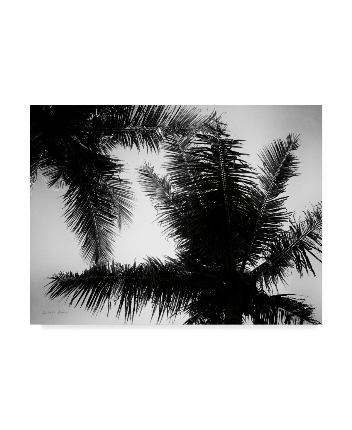 Trademark Global Debra Van Swearingen Palm Tree Looking Up I Canvas Art - 37