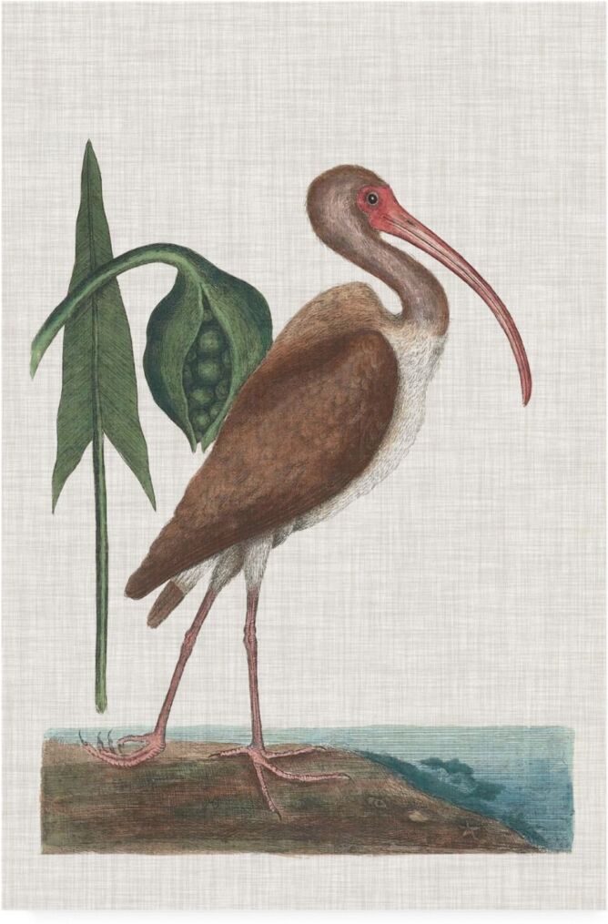 Trademark Global Mark Catesby Catesby Heron V Canvas Art - 36.5