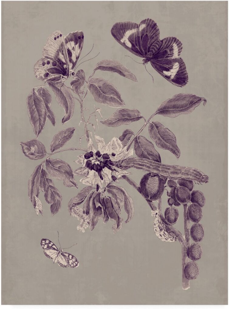 Trademark Global Maria S. Merian Nature Study in Plum & Taupe Ii Canvas Art - 20