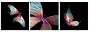 Chic Home Decor Butterfly 3 Piece Set Wrapped Canvas Wall Art Painting