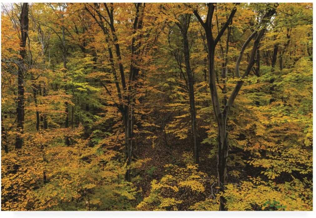 Trademark Global Kurt Shaffer Photographs The beauty of November in Ohio Canvas Art - 36.5