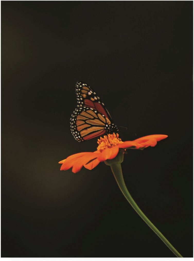 Trademark Global Kurt Shaffer Photographs Monarch on Orange Canvas Art - 36.5