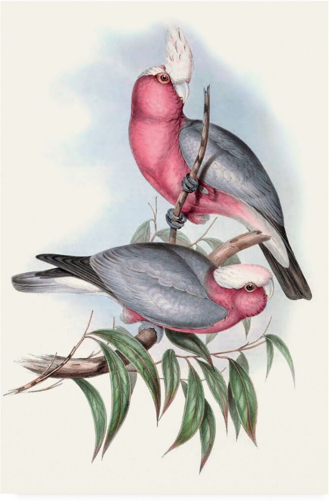 Trademark Global John Gould Pastel Parrots Iii Canvas Art - 20